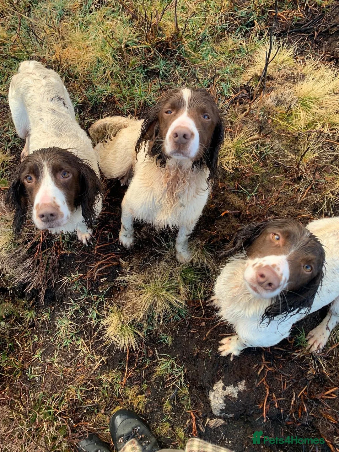 English Springer Spaniel dogs for sale: KC Springer Spaniel pups for sale in Duns - Advert 5