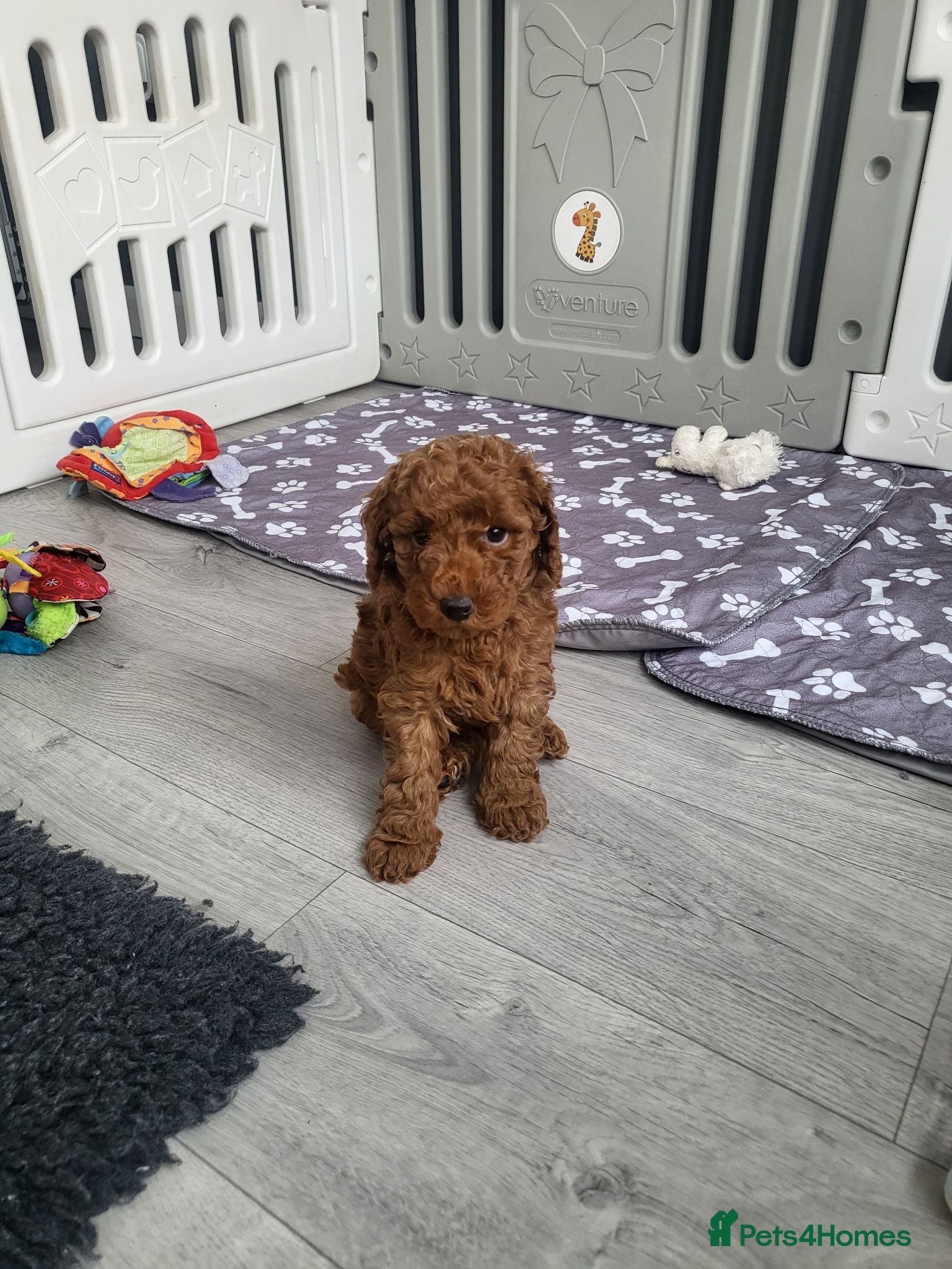 Miniature Poodle dogs KC Registered miniature poodle  - Advert 1