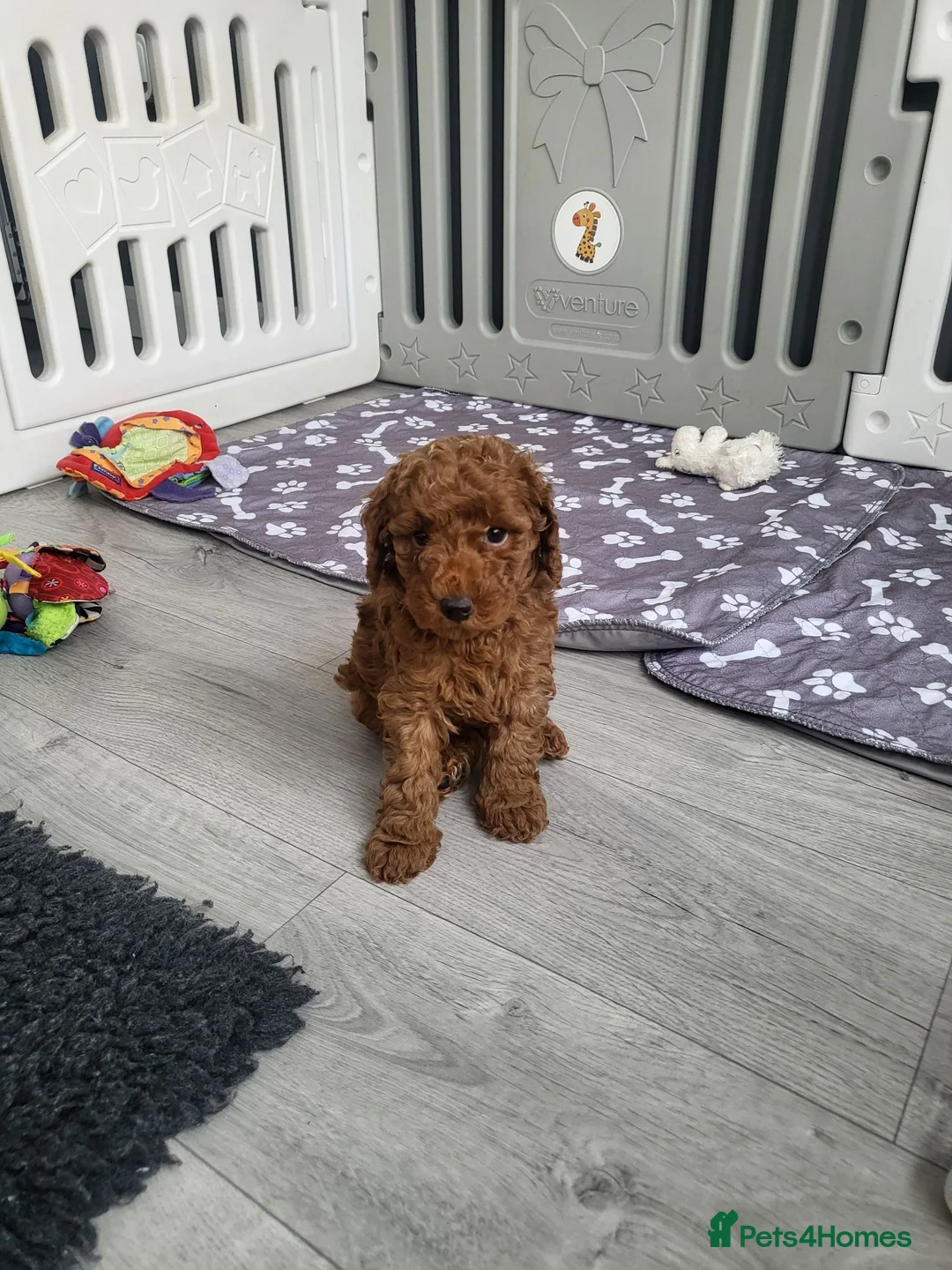 Miniature Poodle dogs for sale: KC Registered miniature poodle  - Advert 1