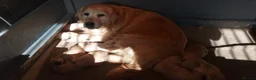 Golden Retriever dogs for sale: 1 BOY LEFT KC  HEALTH TESTED GOLDEN RETRIEVERS  - Advert 9