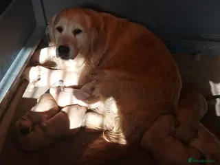 Golden Retriever dogs HEALTH TESTED GOLDEN RETRIEVERS - Advert 16