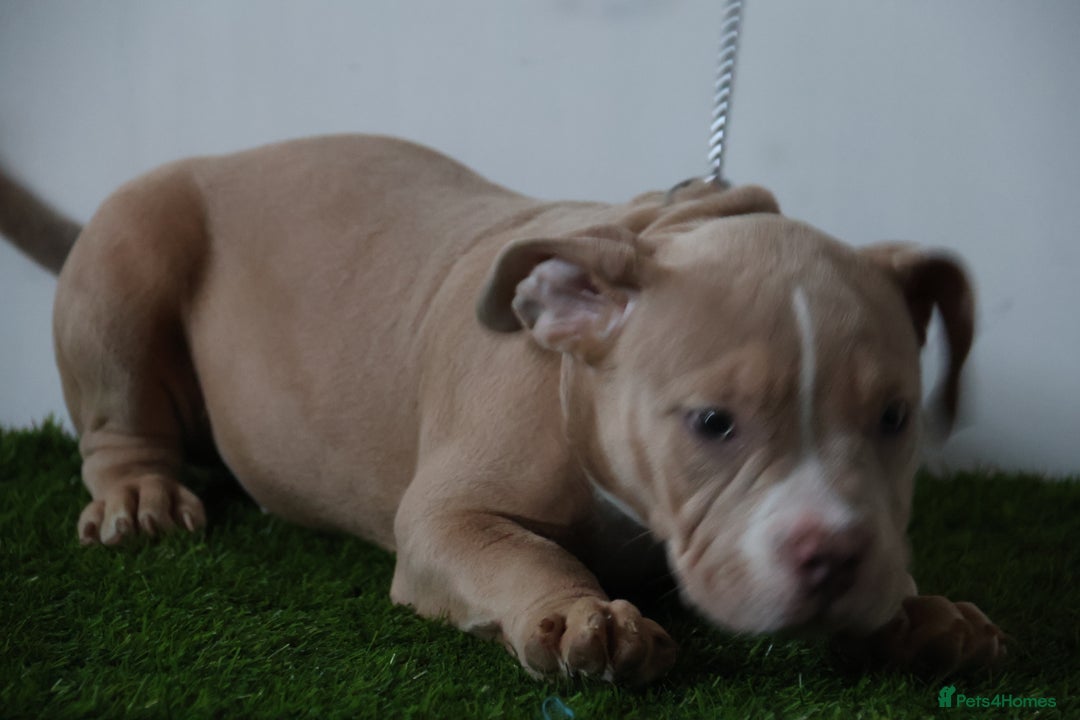 American Bully dogs for sale: Micro American bully puppies  - Advert 17