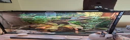 Chameleon reptiles for sale: Beautiful female Camelion for rehoming in Shrewsbury - Advert 11