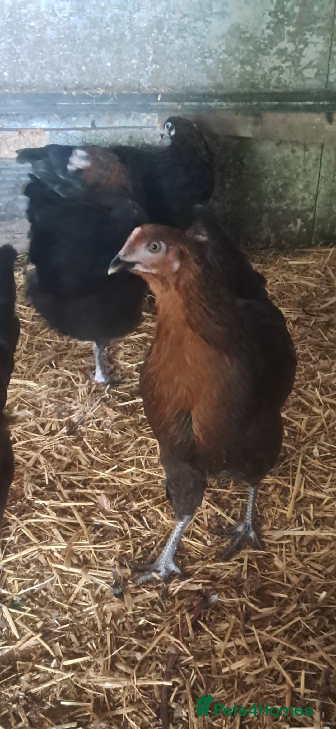 Chickens poultry for sale: Hybrid pullets available  - Image 14