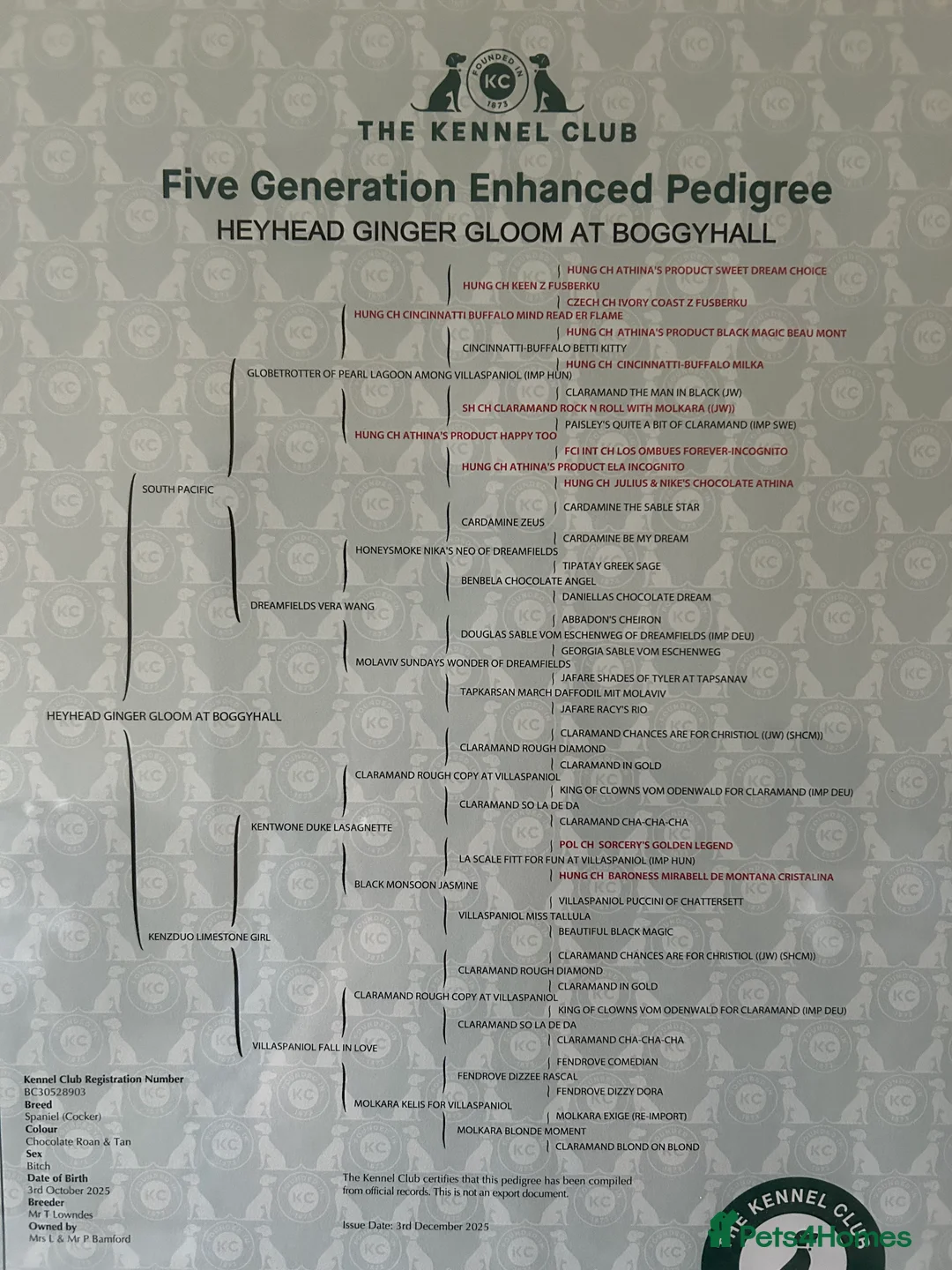 Cocker Spaniel dogs for sale: Show Cocker Girl pup - fantastic pedigree  - Advert 5