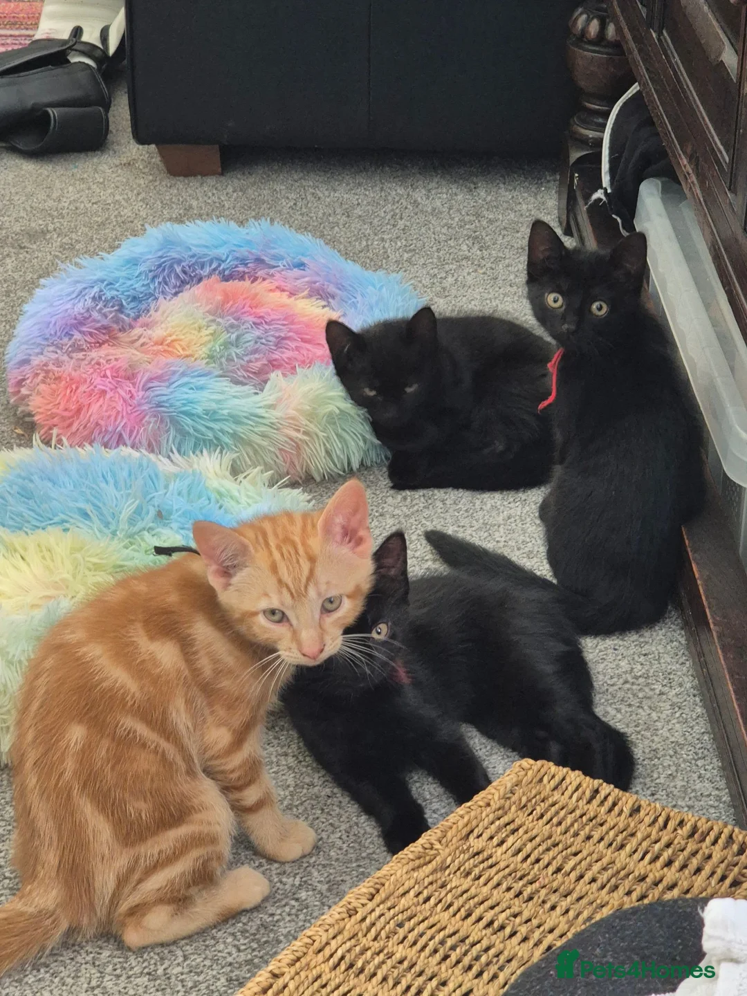Mixed Breed cats for sale: Mum & Son in Hayling Island - Advert 2