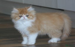 Persian cats for sale: Fluffy Persian Exotic kittens - Image 5