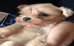 Maltipoo dogs for sale: Tea cup/ pocket puppy Maltipoo girl 🩷 - Image 28