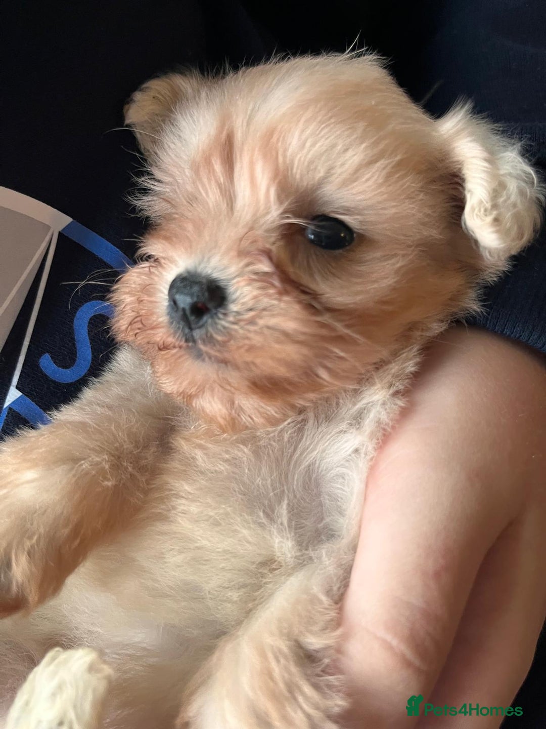 Maltipoo dogs for sale: Tea cup/ pocket puppy Maltipoo girl 🩷 - Image 28