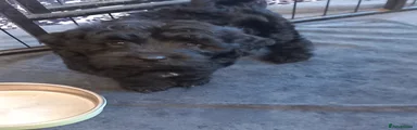 Cockapoo 3