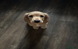 Cocker Spaniel dogs for sale: Show Cocker Spaniel Female - Image 4