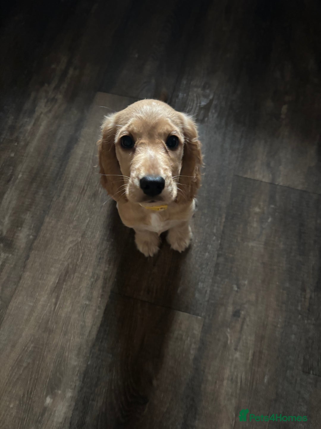 Cocker Spaniel dogs for sale: Show Cocker Spaniel Female - Image 4