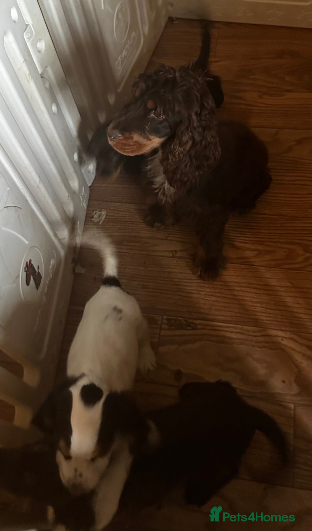 Cocker Spaniel dogs for sale: Beautiful show cockers  - Image 7