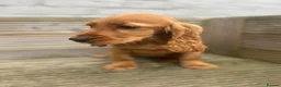 Cocker Spaniel dogs for sale: Gorgeous show cocker spaniel girl 16 weeks  - Advert 10