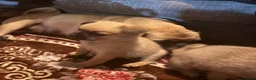 Mixed Breed dogs for sale: Pug x Pom puppies - Advert 6