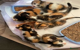 Mixed Breed cats for sale: * Beautiful Calico Litter * - Image 9