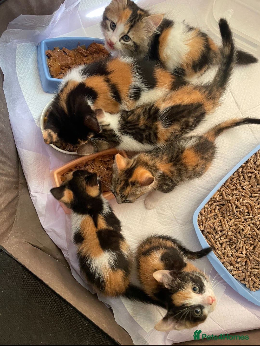 Mixed Breed cats for sale: * Beautiful Calico Litter * - Image 9