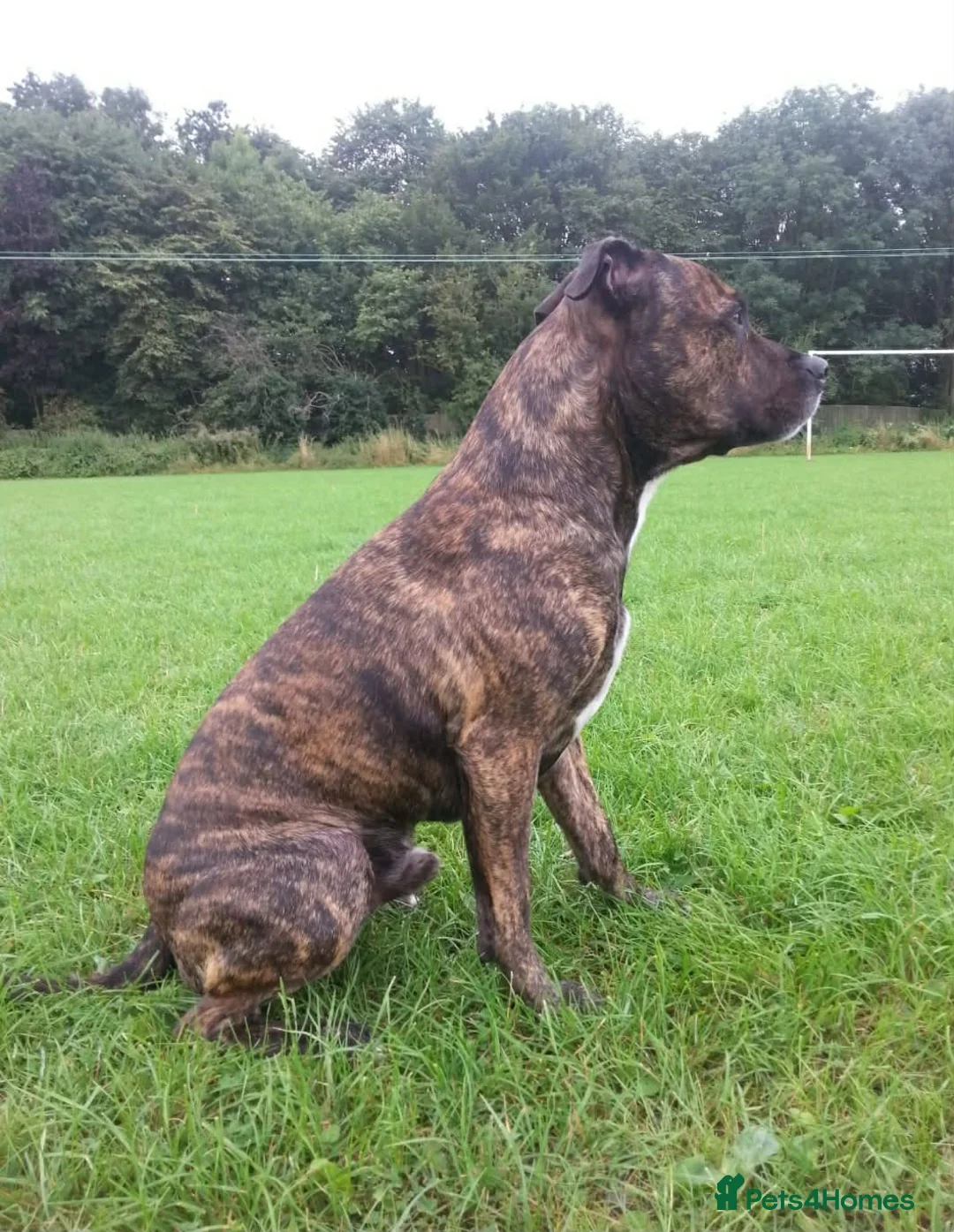 Staffordshire Bull Terrier dogs for sale: Staffordshire Bull terrier  in ELY - Advert 2