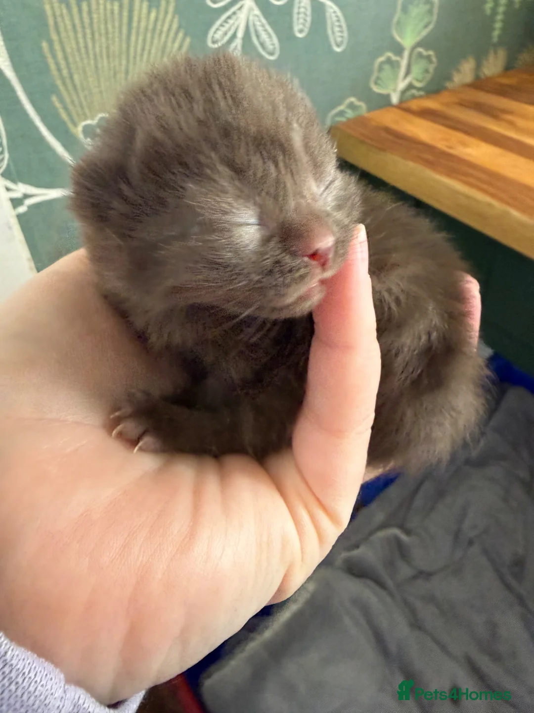 British Shorthair cats for sale: Brown British shorthair girl - Advert 8