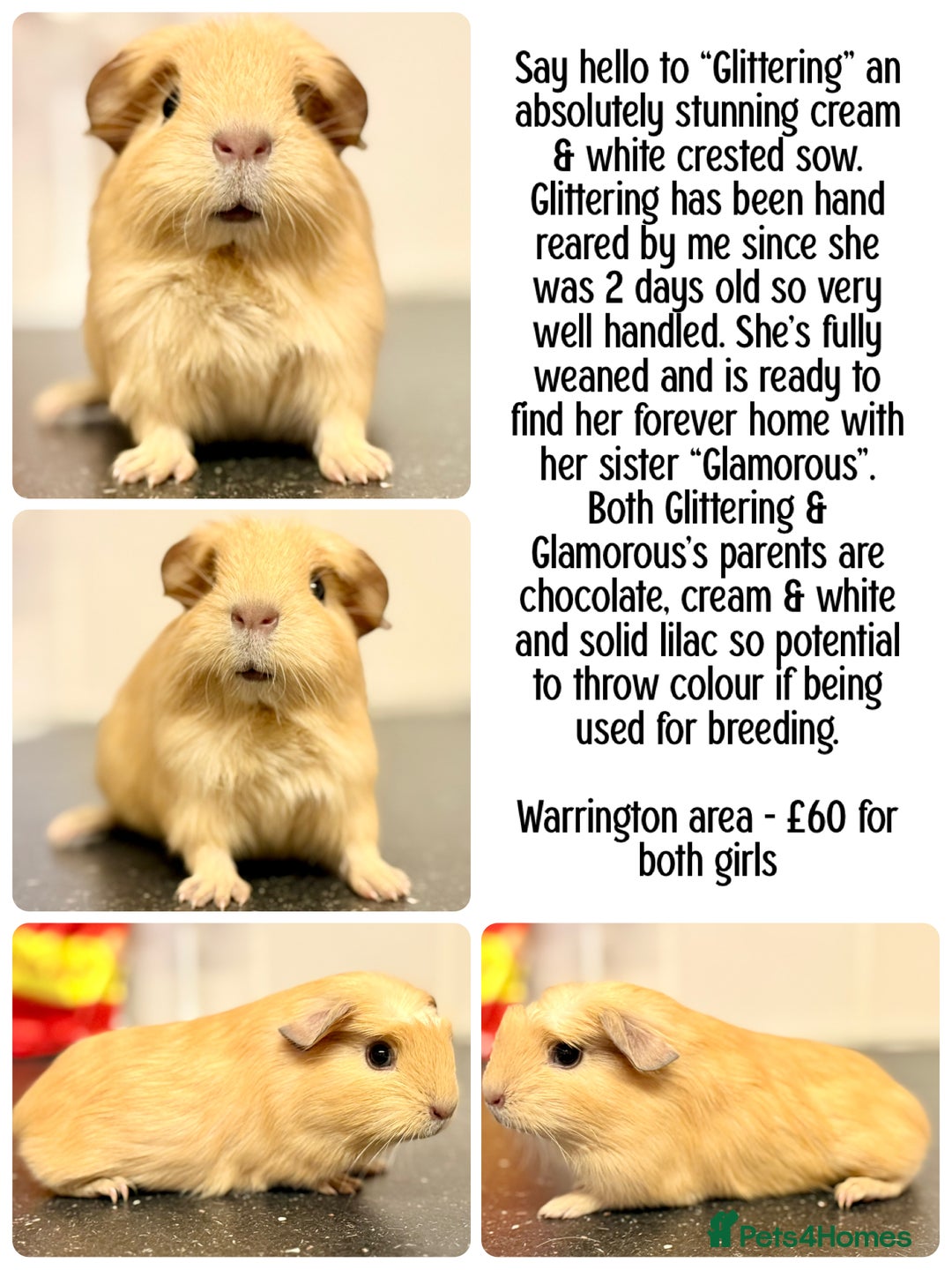 Guinea Pig rodents for sale: Baby guinea piggies  - Advert 2