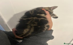 Mixed Breed cats for sale: 6 adorable kittens with different prints - Image 4