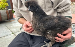 Chickens poultry for sale: Show quality silkie hen pair - Image 3