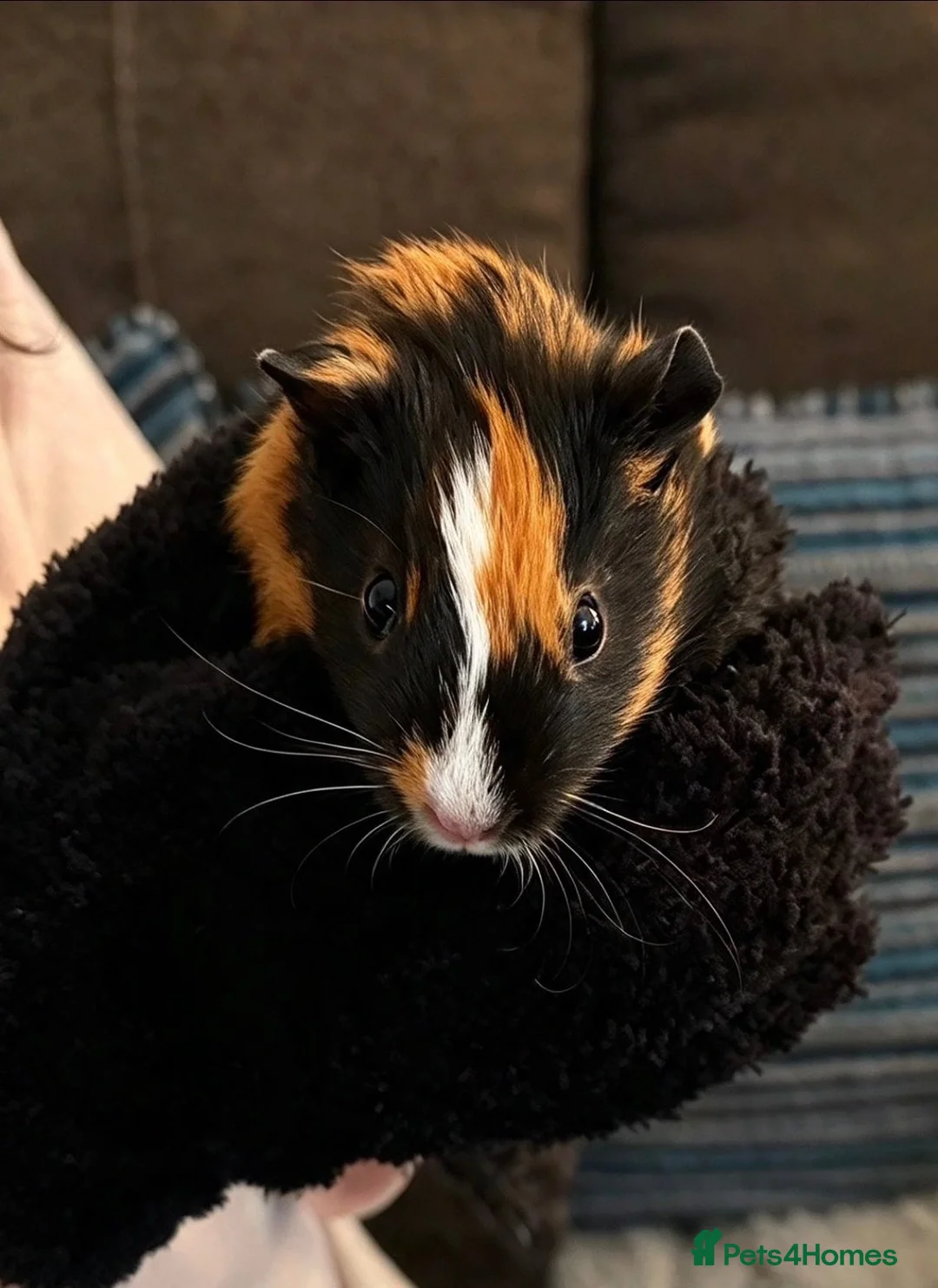 Guinea Pig rodents for sale: 2 male boar guinea pigs  in Wigston - Advert 1