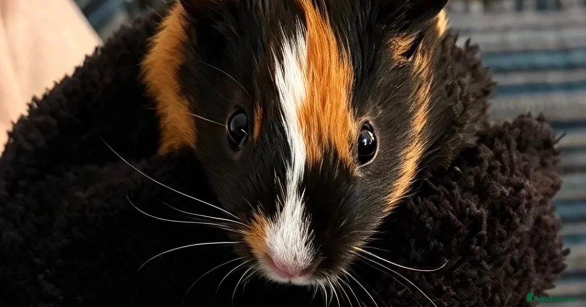 Clean Live Hogs 2 male boar guinea pigs for sale in Wigston | Pets4Homes