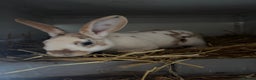 Netherland Dwarf rabbits for sale: Three stunning rabbits looking for new homes - Advert 2