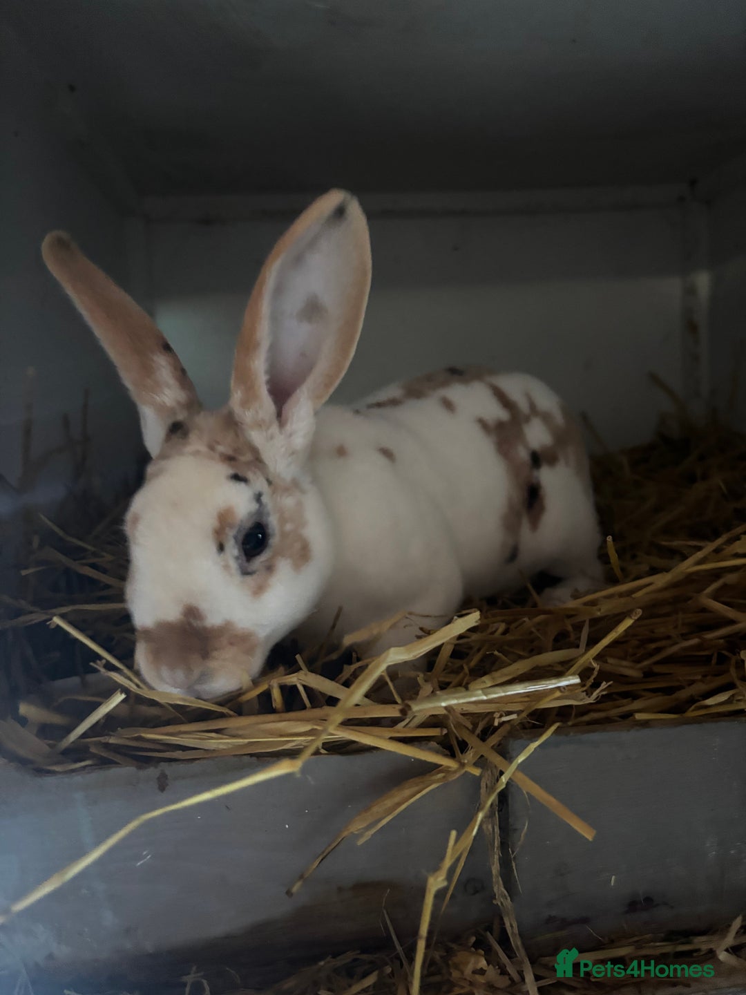 Netherland Dwarf rabbits for sale: Three stunning rabbits looking for new homes - Advert 2