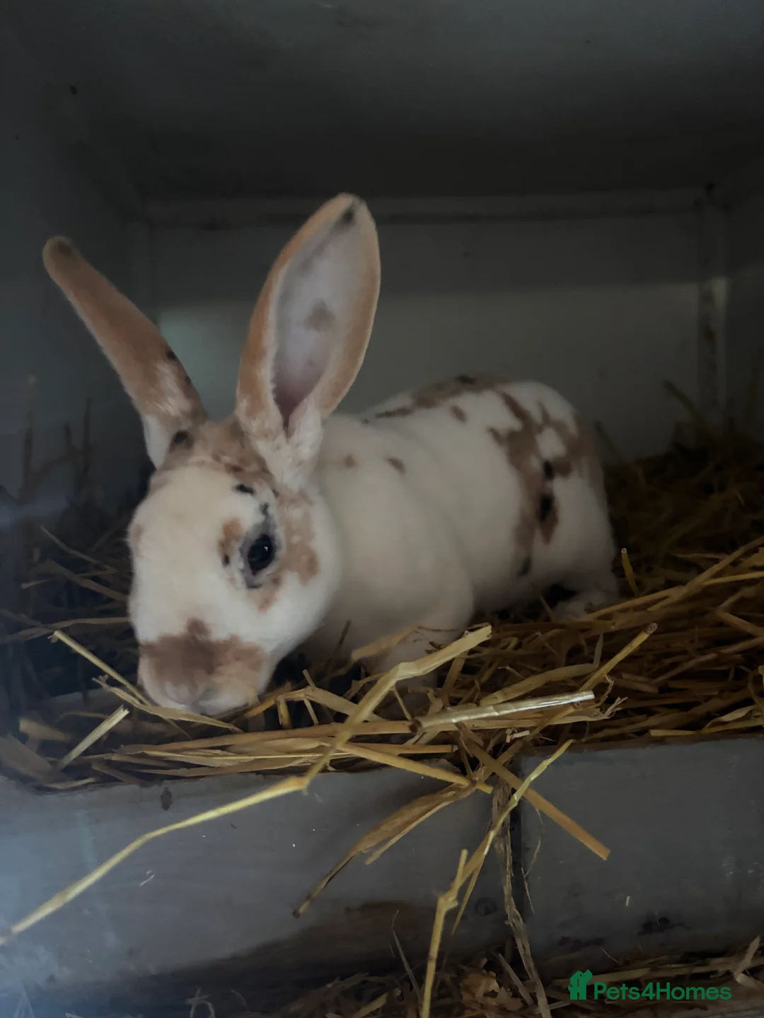 Netherland Dwarf rabbits for sale: stunning rabbits looking for new homes TWO LEFT  - Advert 2