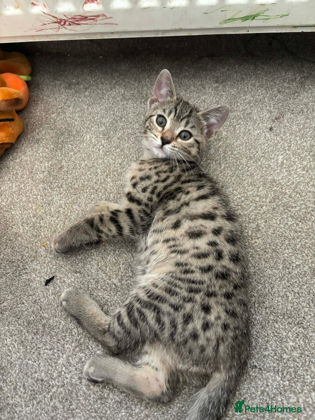 Mixed Breed cats for sale: Mix breed kittens - Advert 9