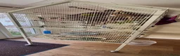 Budgerigars birds for sale: 5 Male Budgies for Good Home in Colchester - Advert 4