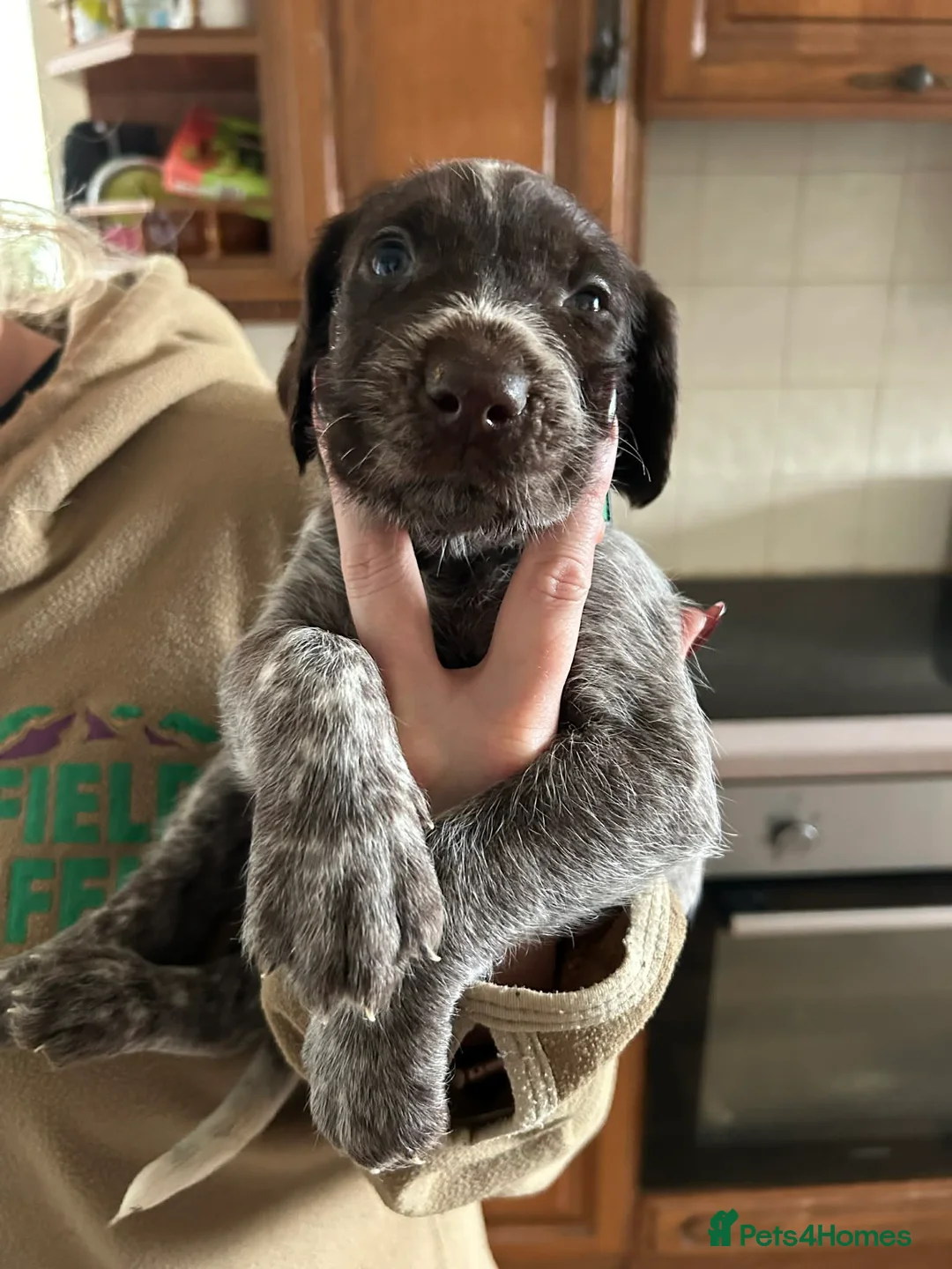 Mixed Breed dogs for sale: German pointers  - Advert 15