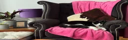 Mixed Breed cats for sale: Mavis - Advert 5
