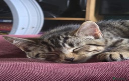 Mixed Breed cats for sale: Kitten with lots of accesories - Rico - Image 2