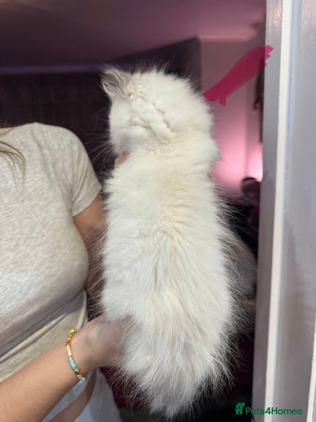 Ragdoll cats for sale: Ragdoll kittens available for sale - Advert 10