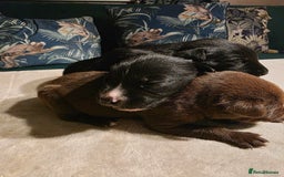 Mixed Breed dogs for sale: STUNNING LITTER SIBERIAN HUSKY x RED FOX LABRADOR - Advert 8