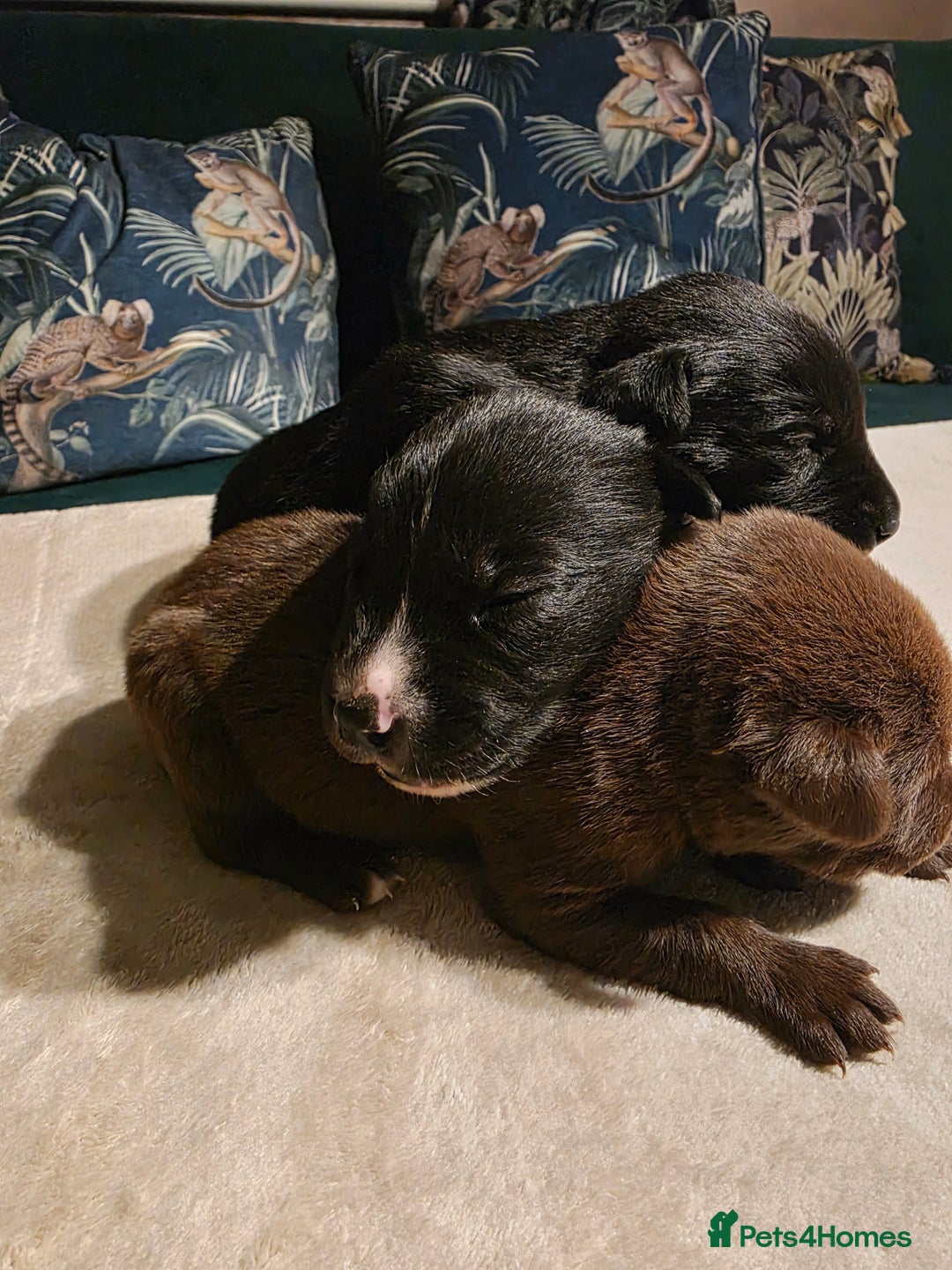 Mixed Breed dogs for sale: STUNNING LITTER SIBERIAN HUSKY x RED FOX LABRADOR - Advert 8