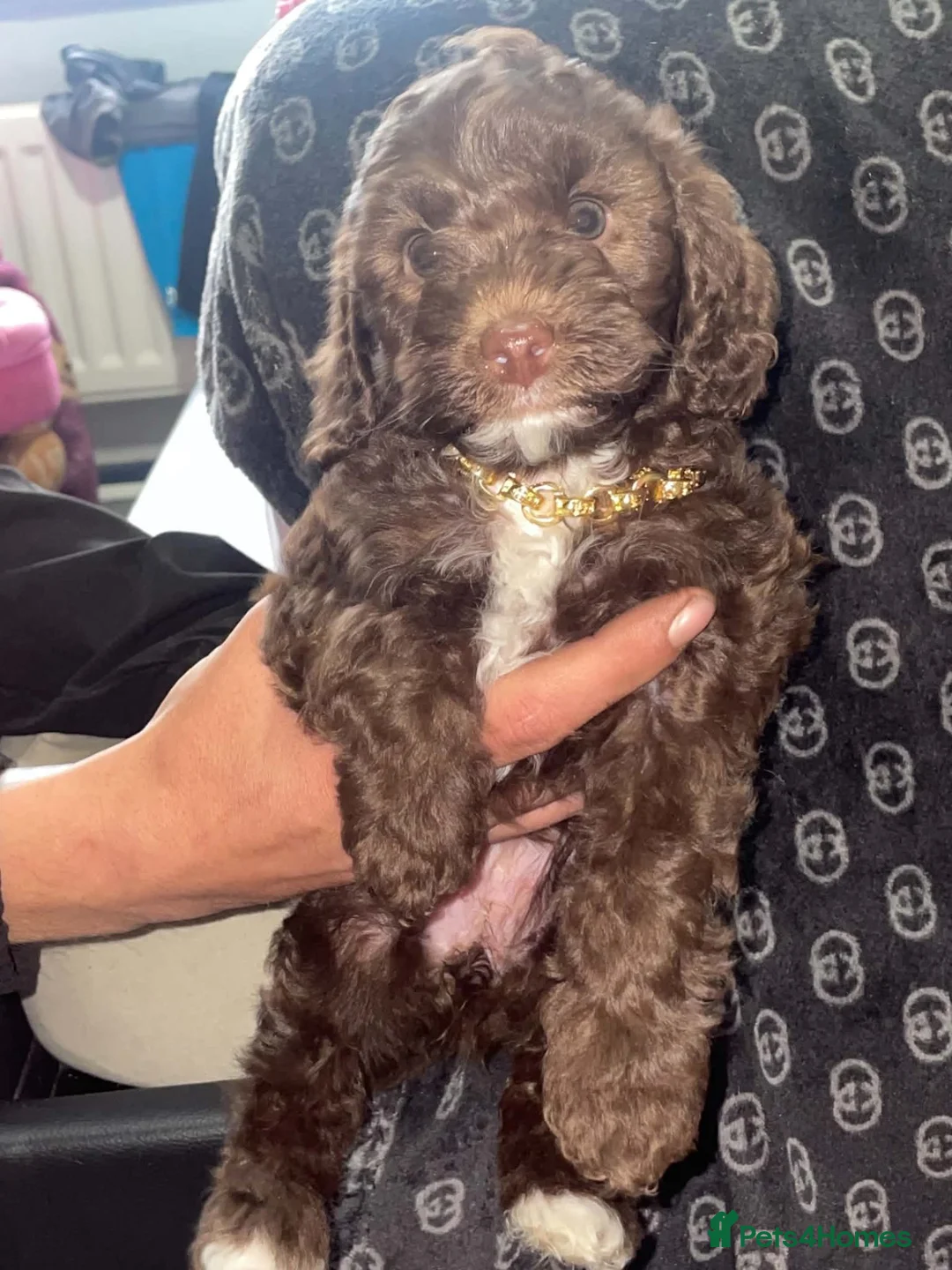 Cockapoo dogs for sale: LAST BEAUTIFUL CHOCOLATE GIRL COCKAPOO AVAILABLE  - Advert 1
