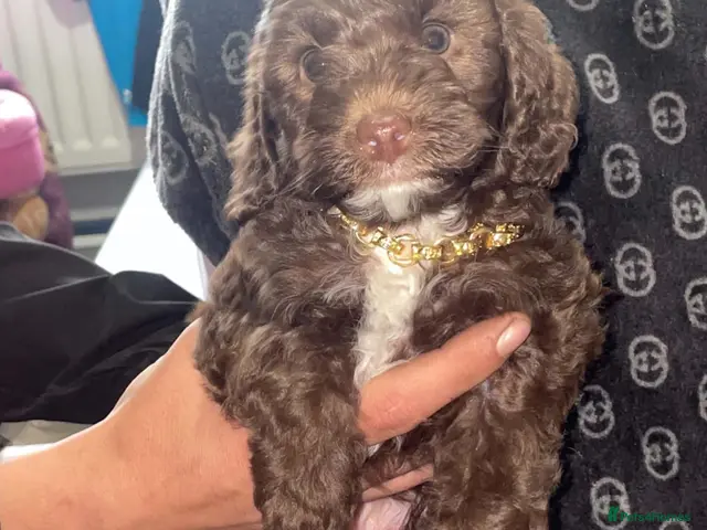Cockapoo dogs LAST BEAUTIFUL CHOCOLATE GIRL COCKAPOO AVAILABLE - Advert 1