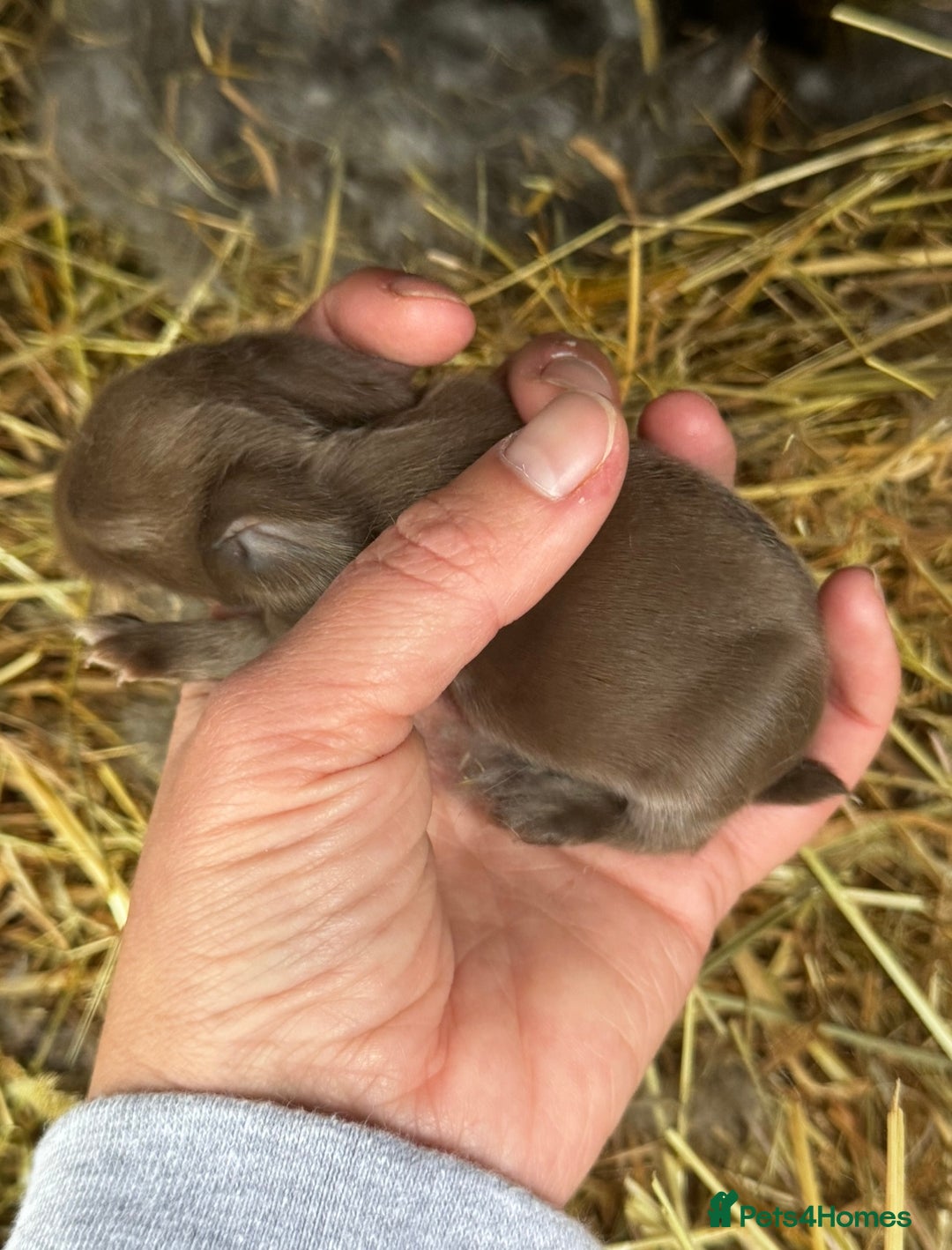 Mini Lion Lop rabbits for sale: 🩷🩵 4 Double mane mini lionlops 🩵🩷 - Advert 17