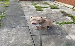 American Bully dogs for sale: Dog sale - Image 5
