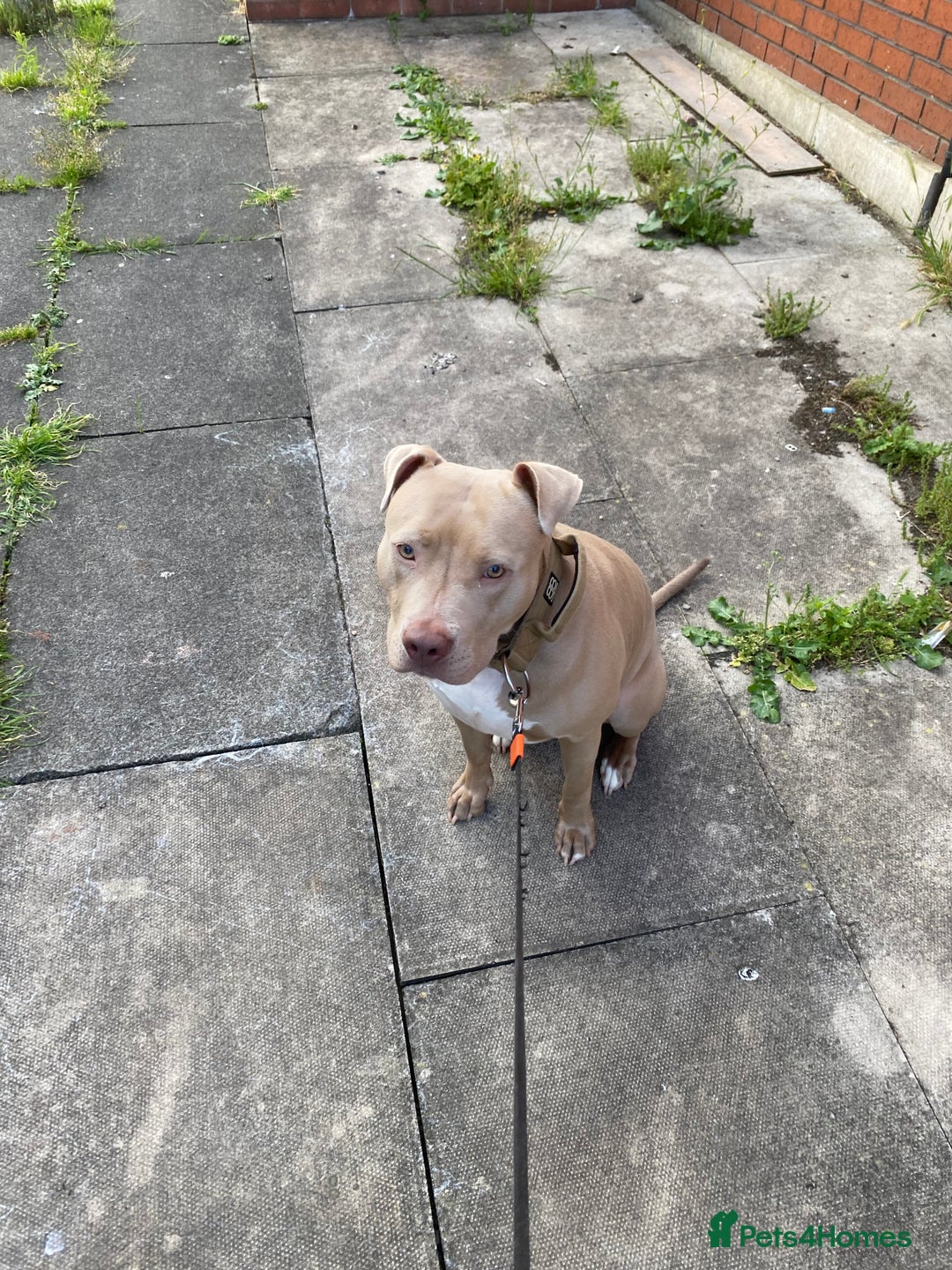 American Bully dogs for sale: Dog sale - Image 5