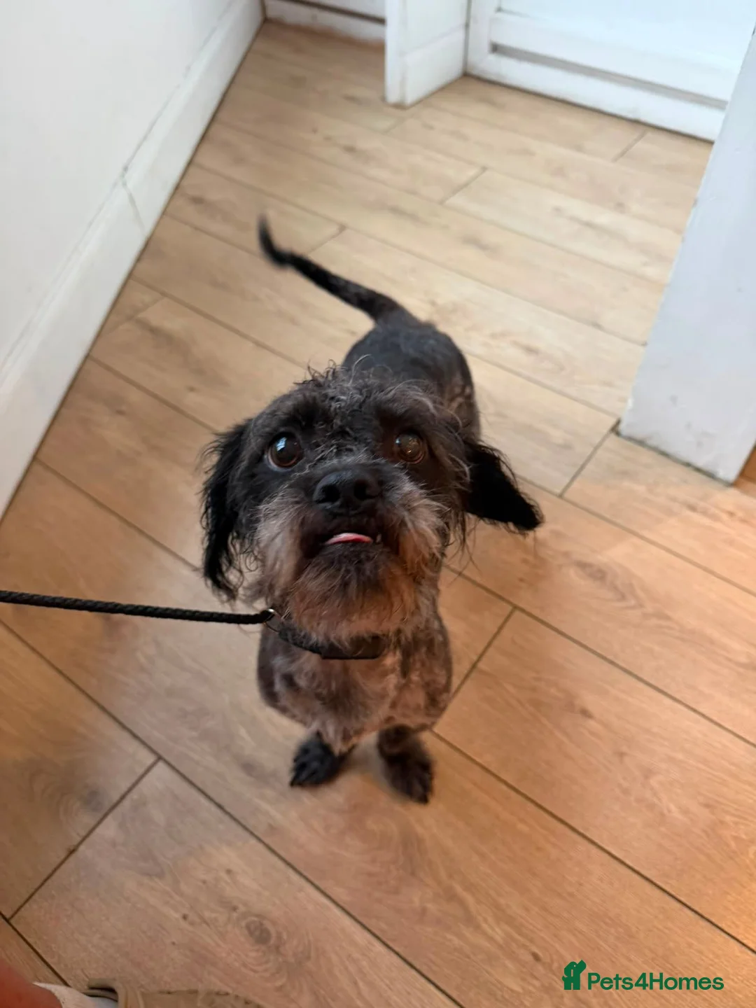 Mixed Breed dogs for adoption: Pippin & Jasper - Father & Son Pair  - Advert 1