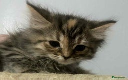 Ragdoll cats for sale: Ragdoll X  - Image 6