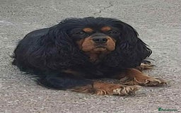 Cavalier King Charles Spaniel dogs for sale: Gorgeous KC Reg Cavalier Puppies  - Image 23