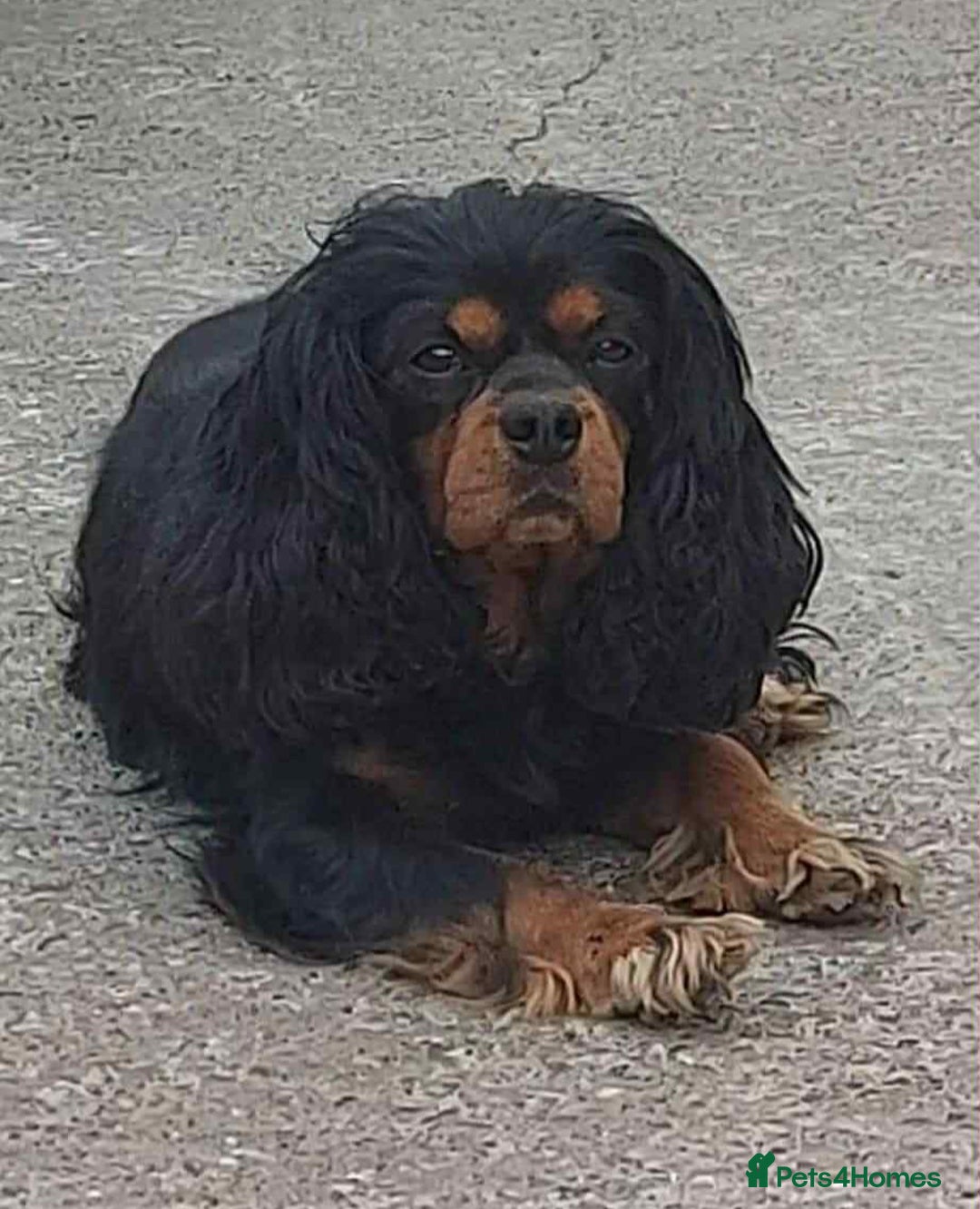 Cavalier King Charles Spaniel dogs for sale: Gorgeous KC Reg Cavalier Puppies  - Image 23