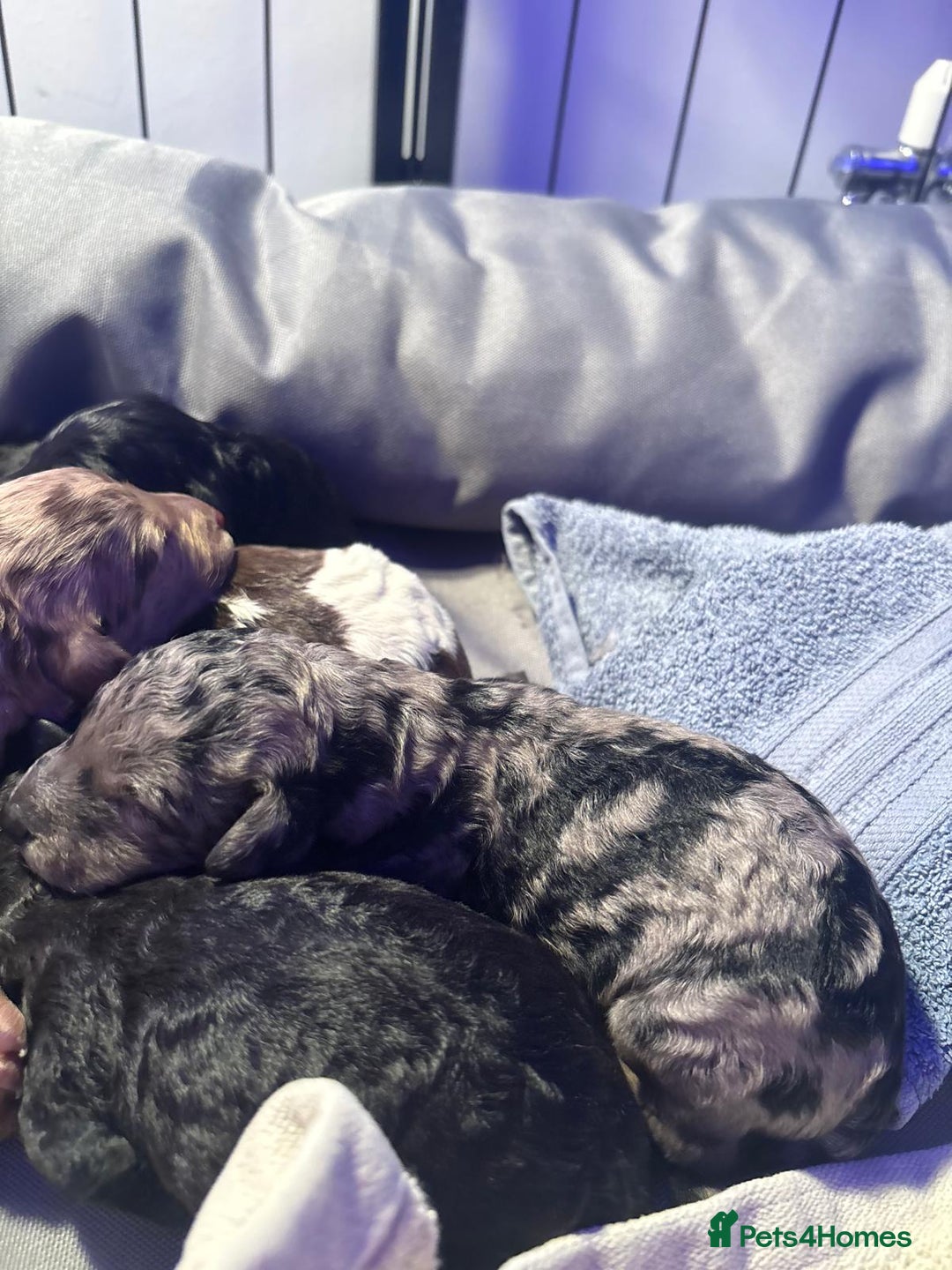 Mixed Breed dogs for sale: Merle Goldendoodle x Irish doodle - Advert 17