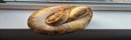 Python Snake reptiles for sale: Royal / Ball Pythons For Sale - Advert 4